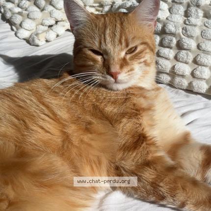 Photo 1/1 Sherlock Chat lost in Bordeaux