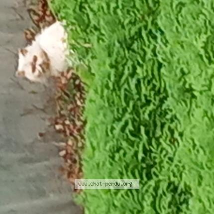 Photo 1/1 Found cat Found in Le mene