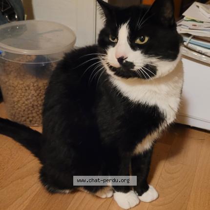 Photo 1/1 Felix Chat lost in Enchenberg