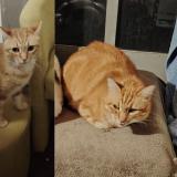 Picture of cat lost at Auxerre