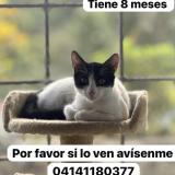 Photo of a cat found in Caracas