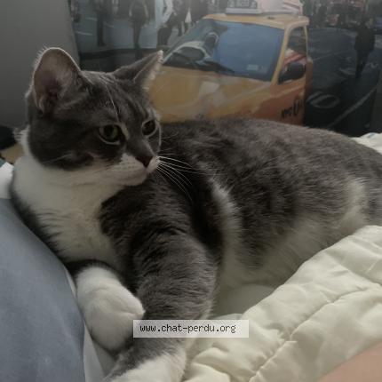 Photo 1/1 Sylver Chat lost in Grand quevilly