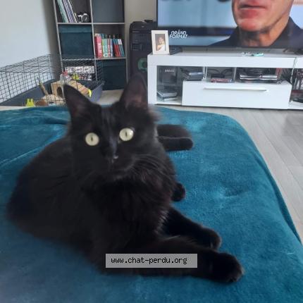 Photo 1/1 Blanche Chat lost in Angers