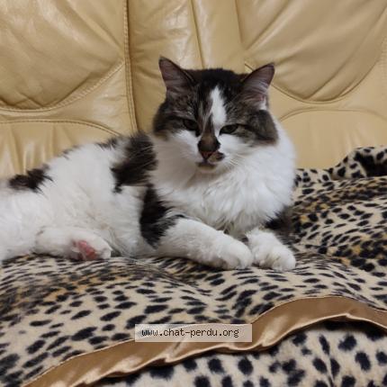 Photo 1/1 Yuna Chat lost in Metz