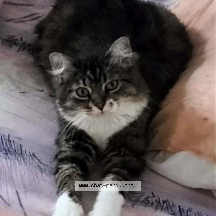 Photo 1/1 Vanille Chat lost in Villefagnan