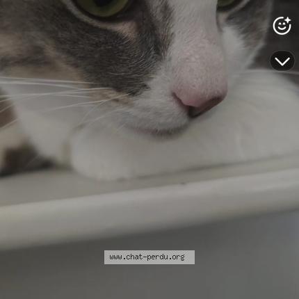 Photo 1/1 Inox Chat lost in Labarthe sur leze