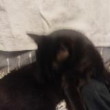 Picture of cat found at Montevideo