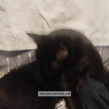 Photo 1/1 Found cat Found in Montevideo