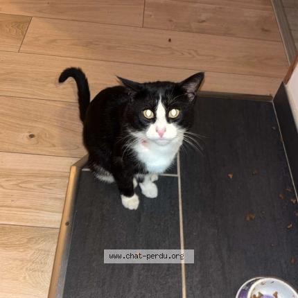 Photo 1/1 Madou Chat lost in Chatenoy le royal