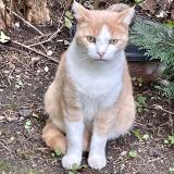 Picture of cat found at Brives Charensac