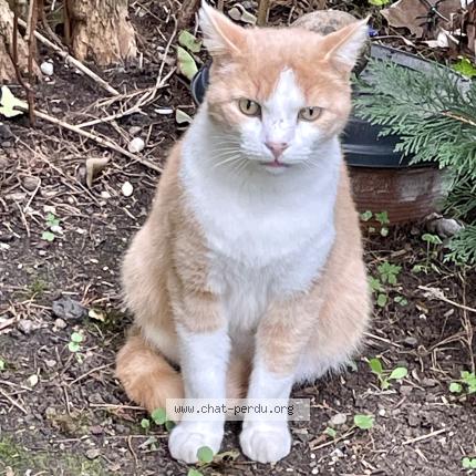 Photo 1/1 Found cat Found in Brives charensac