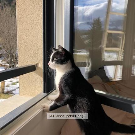 Photo 1/4 Ouno Chat lost in Villard de lans