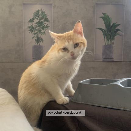 Photo 1/1 Rafale Chat lost in Tarbes