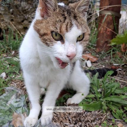 Photo 1/1 Found cat Found in Champigny en rochereau