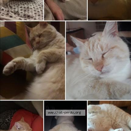 Photo 1/1 Nounouche Chat lost in Embourg