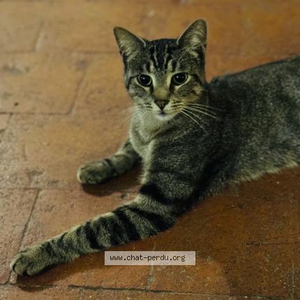 Photo 1/1 Tao Chat lost in Breves