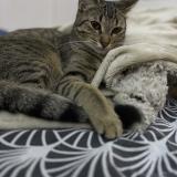 Picture of cat lost at Antony