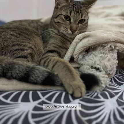 Photo 1/1 Cat reunited Lost in Antony