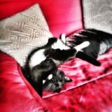 Picture of cat lost at Malonne