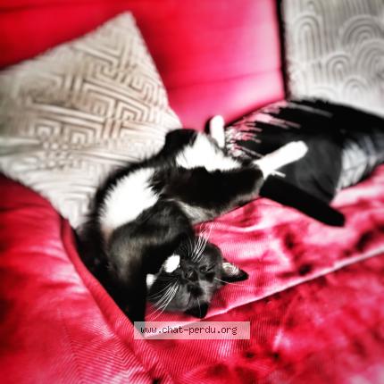 Photo 1/1 Schnoubi Chat lost in Malonne