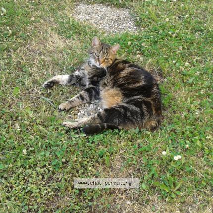 Photo 1/1 Marie-Paule MICHEL Chat lost in Talmont st hilaire