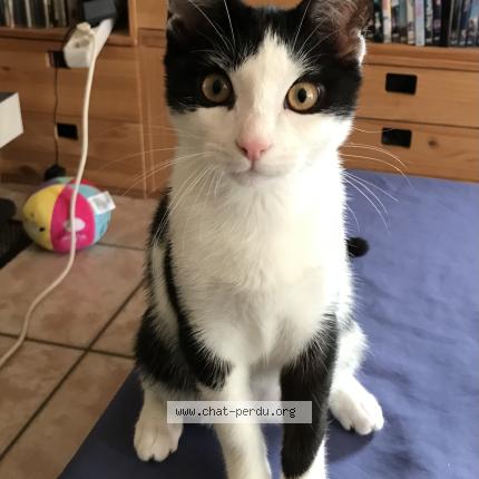 Photo 1/1 Walter Chat lost in Concarneau