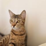 Picture of cat lost at Antony