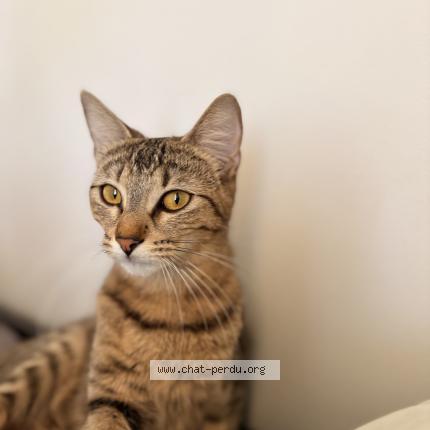 Photo 1/1 Cat reunited Lost in Antony