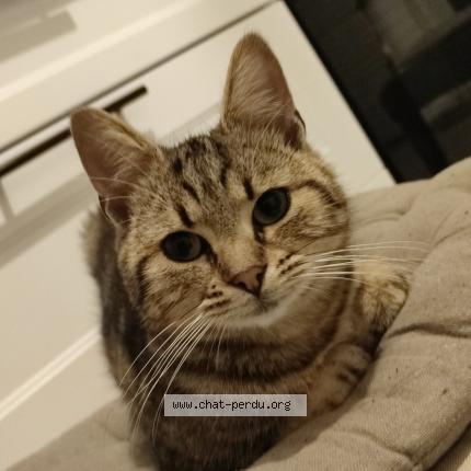 Photo 1/1 Bebe Chat lost in Hautmont