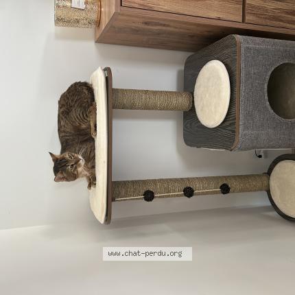 Photo 1/1 Lewis Chat lost in La ciotat