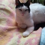 Picture of cat lost at Ploermel