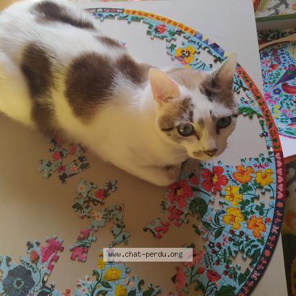 Photo 1/1 Maxou Chat lost in La force