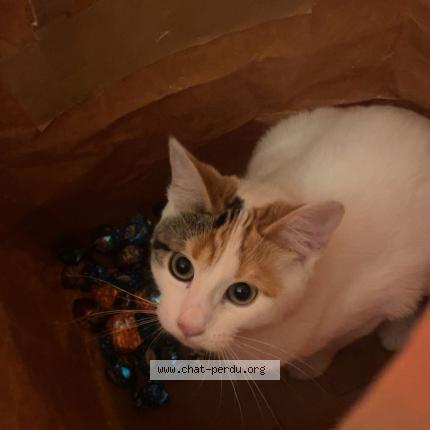 Photo 1/1 Una Chat lost in Reims