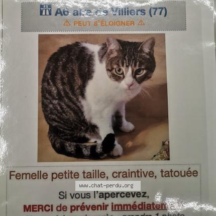 Photo 1/1 Mimine Chat lost in Villiers sous grez