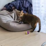 Picture of cat lost at Annecy Le Vieux