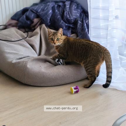 Photo 1/1 Coquillette Chat lost in Annecy le vieux