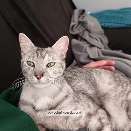 Photo 1/1 Rita Chat lost in St genis d hiersac