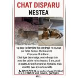 Nestea