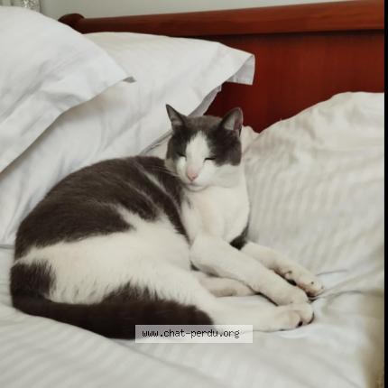 Photo 1/1 happy Chat lost in L isle d espagnac