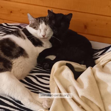 Photo 1/1 Turbo Chat lost in Merville