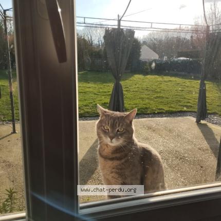 Photo 1/1 Enid Chat lost in Irreville