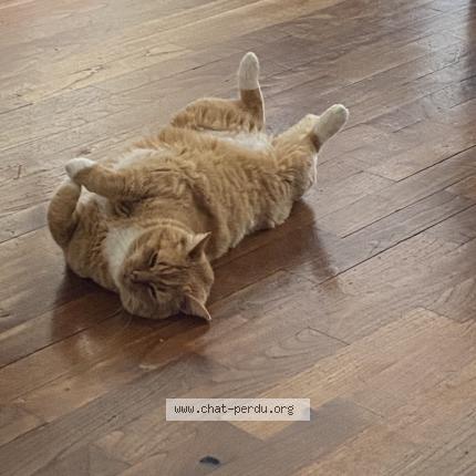 Photo 1/1 Harry Chat lost in Ergue gaberic