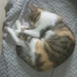 Picture of cat lost at Saint Astier