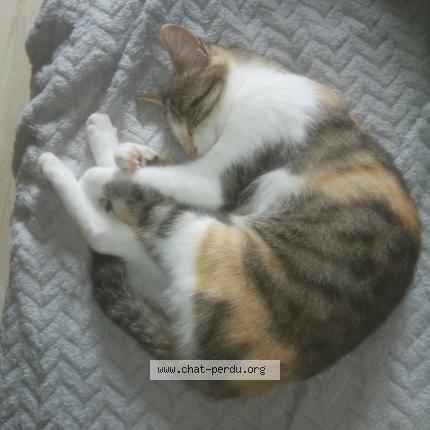 Photo 1/1 Pépette Chat lost in Saint astier