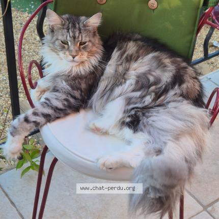 Photo 1/1 Maia Chat lost in Toulon