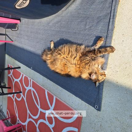 Photo 1/1 Hola Chat lost in Louviers