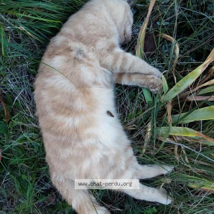 Photo 1/1 Found cat Found in Cleon d adran