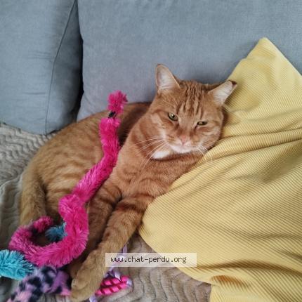 Photo 1/1 Cat reunited Lost in La gorgue