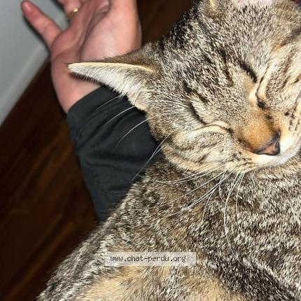 Photo 1/1 Sosi Chat lost in Champigny sur marne