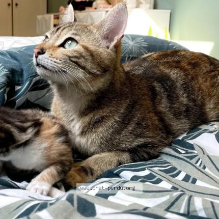 Photo 1/1 JOYS Chat lost in Cuvilly